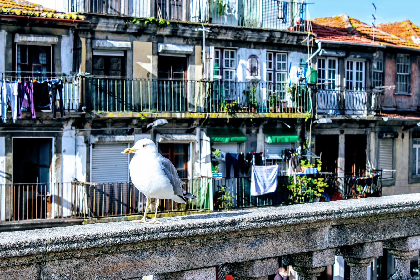 A seagull on a railing with Porto rooftops and laundry behind